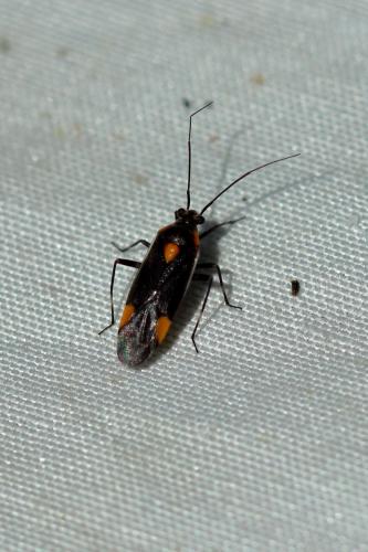 Capsodes flavomarginatus
